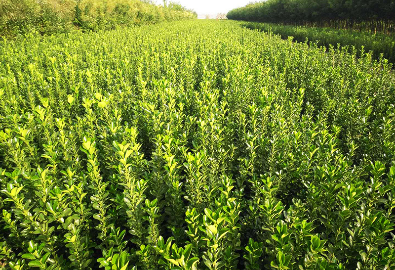 種植基地(dì)4